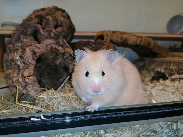 Hamsterhilfe Südwest