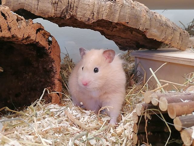 Hamsterhilfe Südwest