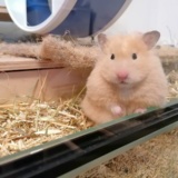 Hamsterhilfe Südwest