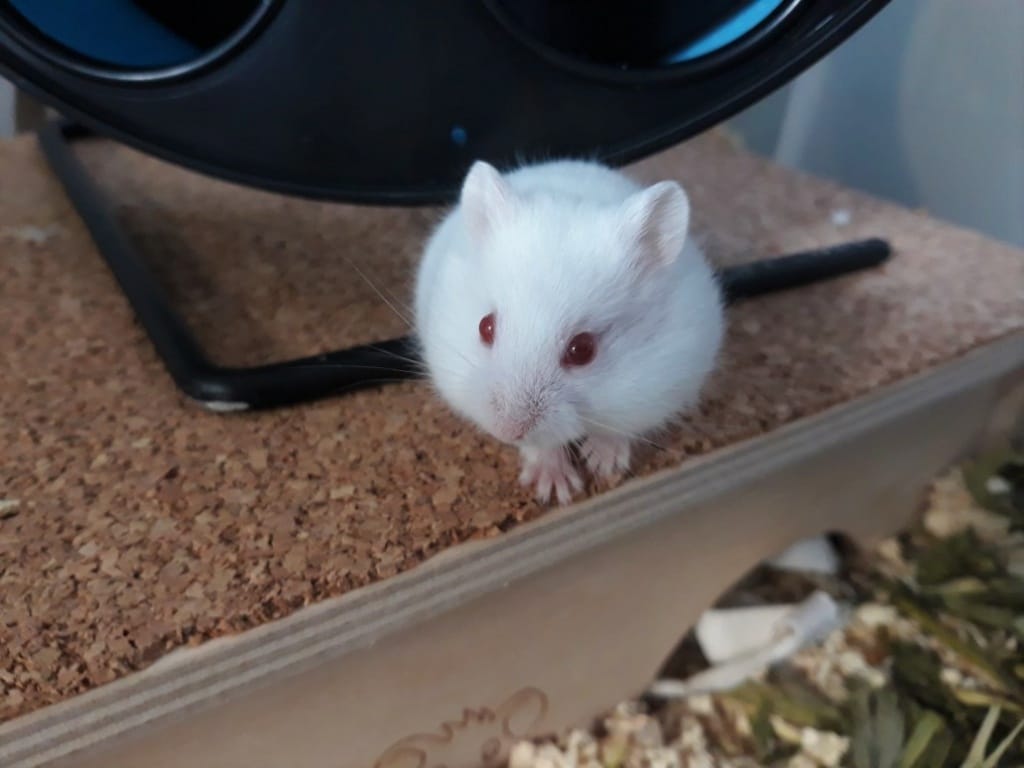 Hamsterhilfe Südwest Saburo