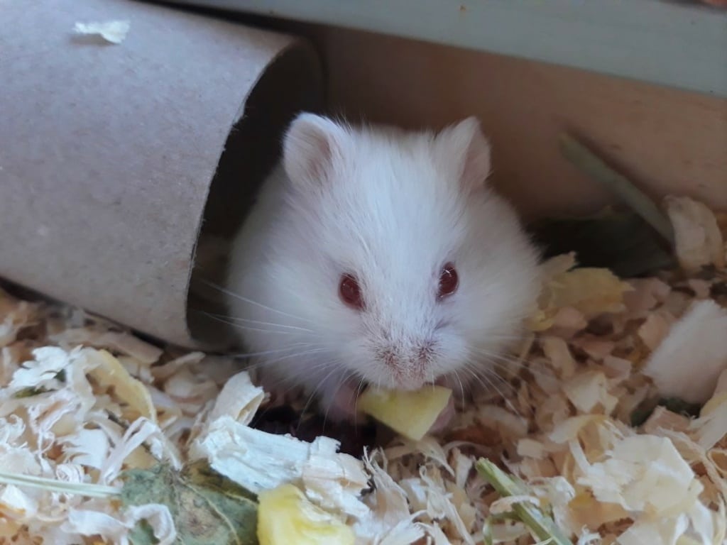 Hamsterhilfe Südwest Saimon