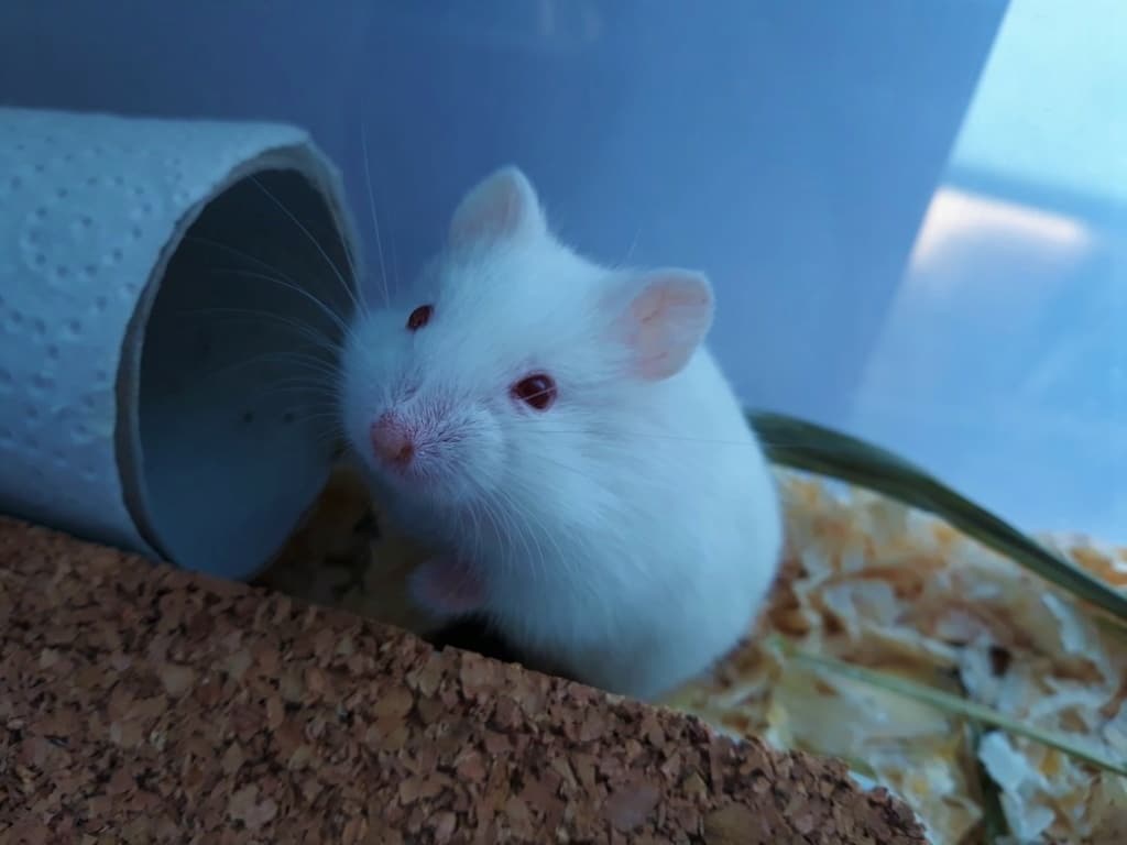 Hamsterhilfe Südwest Saori