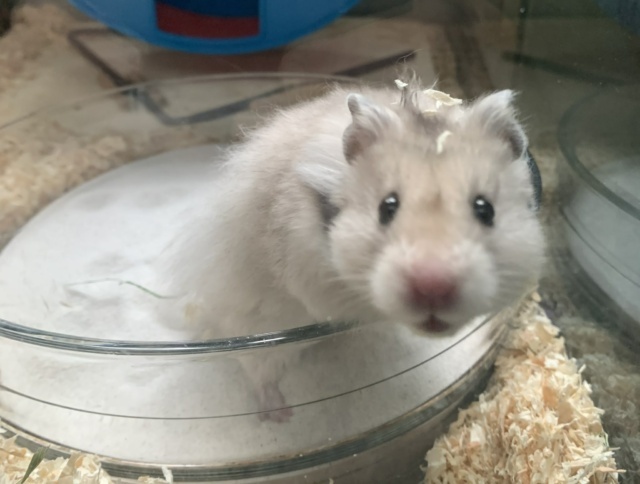 Hamsterhilfe Südwest Pippa