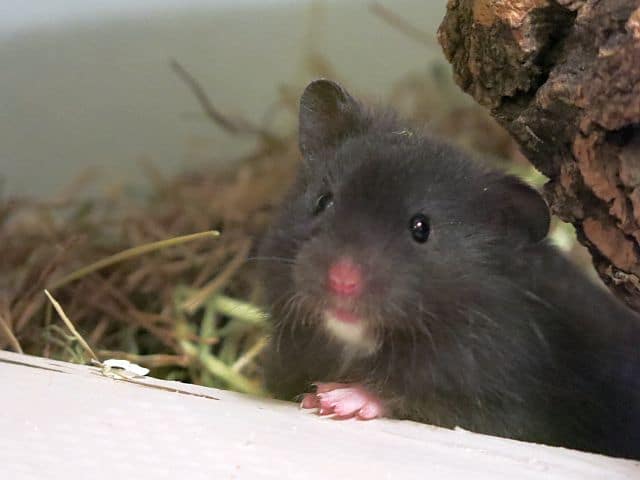 Hamsterhilfe Südwest