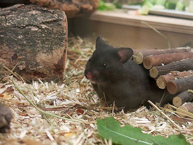 Hamsterhilfe Südwest