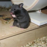 Hamsterhilfe Südwest