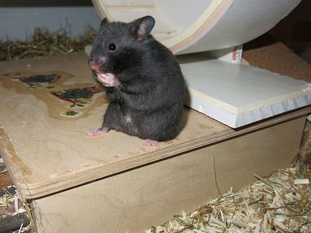 Hamsterhilfe Südwest