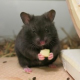 Hamsterhilfe Südwest