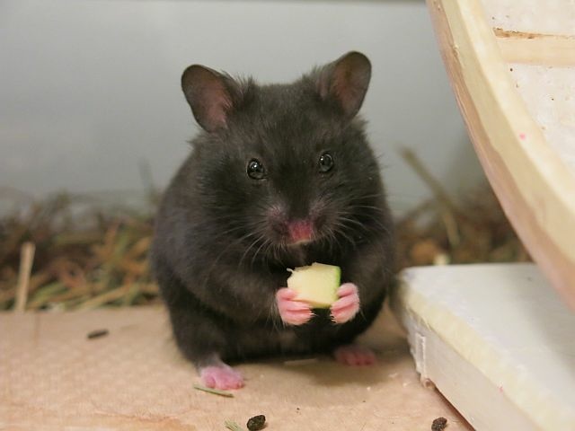 Hamsterhilfe Südwest