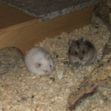 Hamsterhilfe Südwest Hybrid Zwerghamster Agouti White