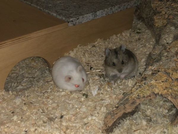 Hamsterhilfe Südwest Hybrid Zwerghamster Agouti White