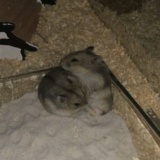 Hamsterhilfe Südwest Hybrid Zwerghamster Agouti