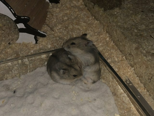 Hamsterhilfe Südwest Hybrid Zwerghamster Agouti