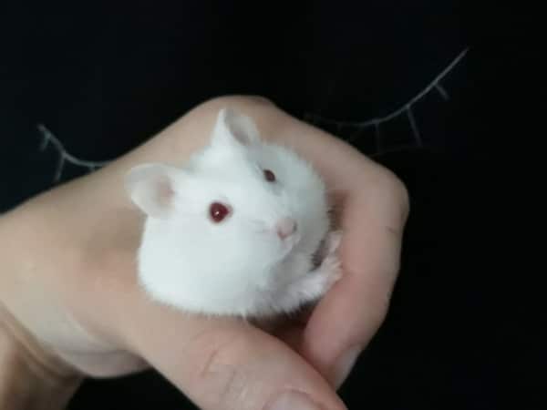 Hamsterhilfe Südwest Zwerghamster