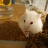 Schiggy Hamsterhilfe Südwest