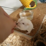 Schiggy Hamsterhilfe Südwest
