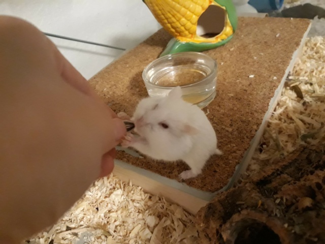 Schiggy Hamsterhilfe Südwest