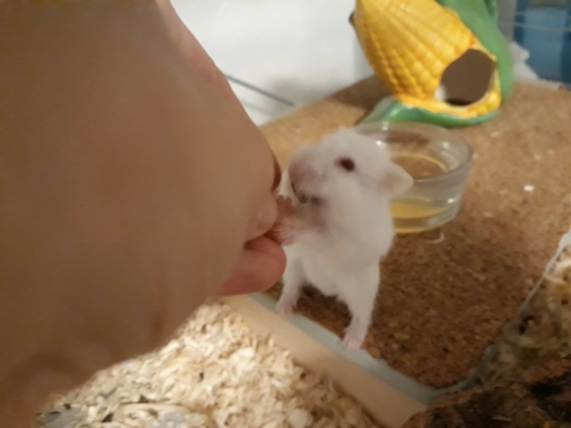 Schiggy Hamsterhilfe Südwest