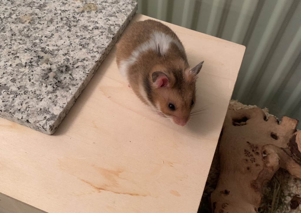Hamsterhilfe Südwest Giovanni