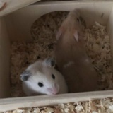 Hamsterhilfe Südwest Junes Kinder