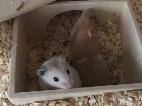 Hamsterhilfe Südwest Junes Kinder