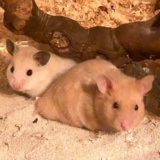 Hamsterhilfe Südwest Junes Kinder