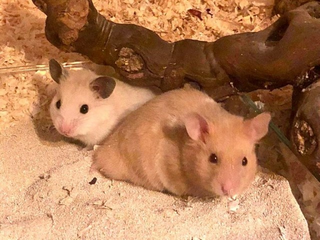 Hamsterhilfe Südwest Junes Kinder