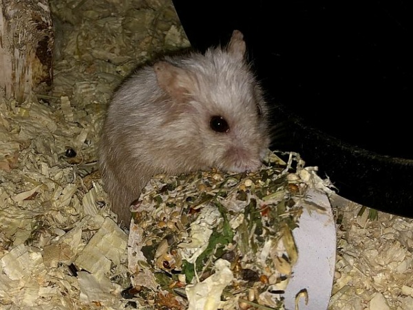 Hamsterhilfe Südwest