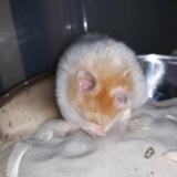 Hamsterhilfe Südwest Goldhamster