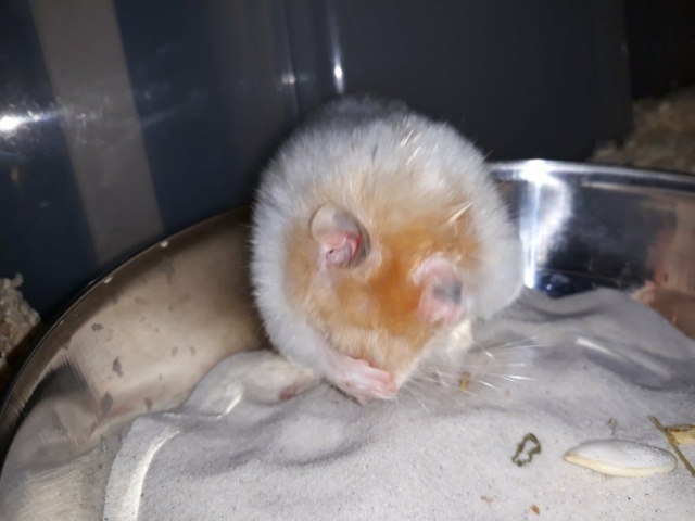 Hamsterhilfe Südwest Goldhamster