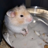 Hamsterhilfe Südwest Goldhamster