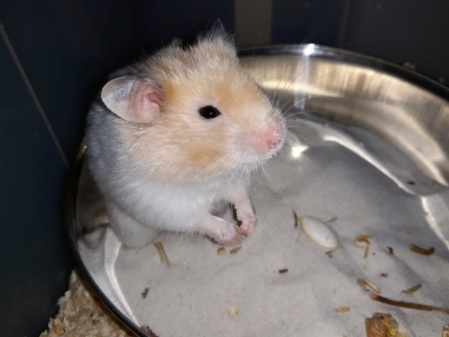 Hamsterhilfe Südwest Goldhamster