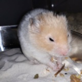 Hamsterhilfe Südwest Goldhamster