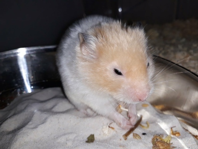 Hamsterhilfe Südwest Goldhamster