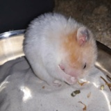 Hamsterhilfe Südwest Goldhamster