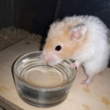 Hamsterhilfe Südwest Goldhamster