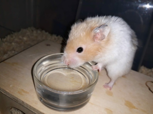 Hamsterhilfe Südwest Goldhamster