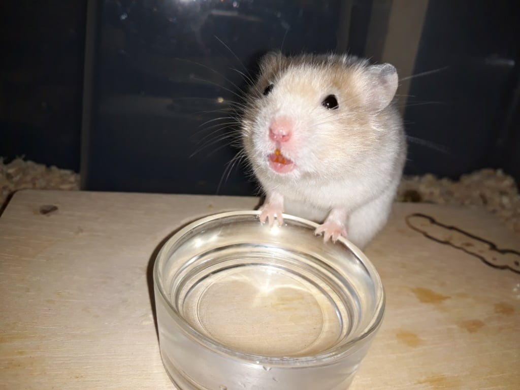 Hamsterhilfe Südwest Goldhamster