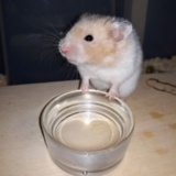 Hamsterhilfe Südwest Goldhamster