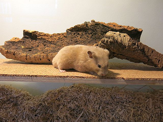 Hamsterhilfe Südwest