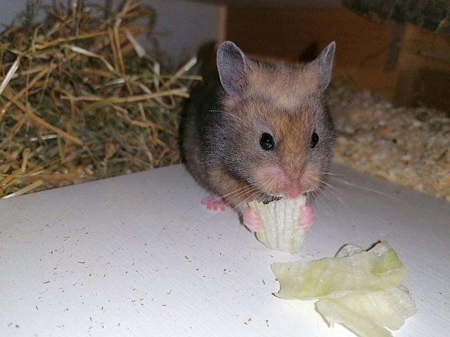 Hamsterhilfe Südwest