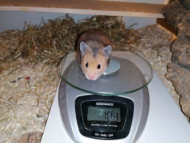 Hamsterhilfe Südwest