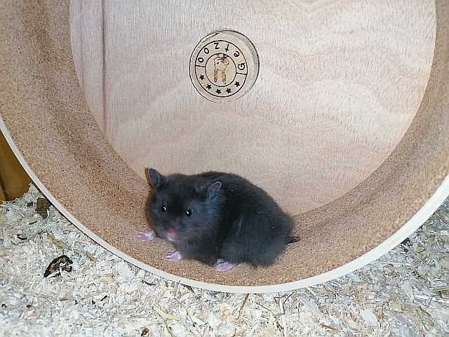 Hamsterhilfe Südwest