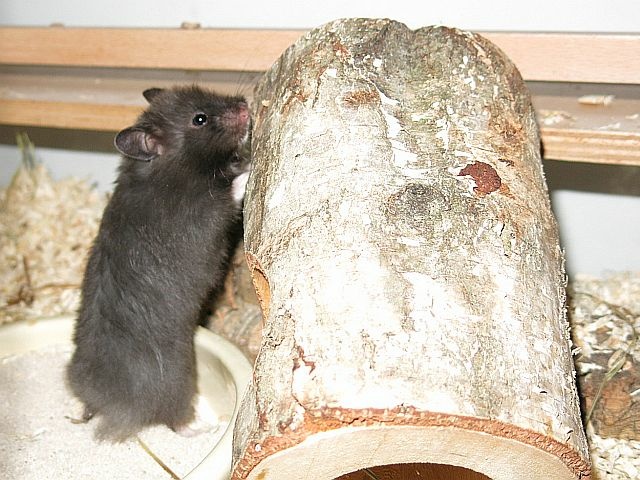 Hamsterhilfe Südwest