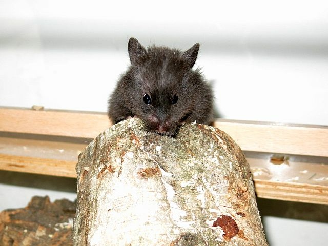 Hamsterhilfe Südwest