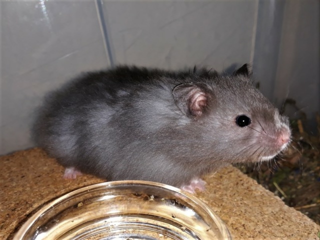 Hamsterhilfe Südest Masahiro