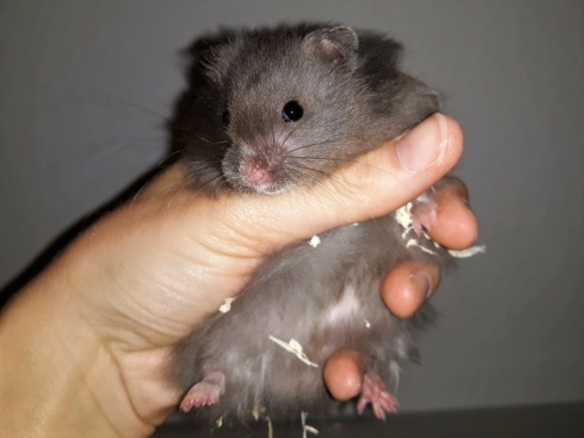 Hamsterhilfe Südest Masahiro