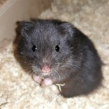 Hamsterhilfe Südest Misaki