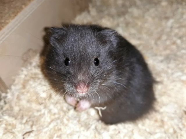Hamsterhilfe Südest Misaki