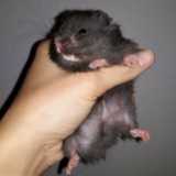 Hamsterhilfe Südest Misaki